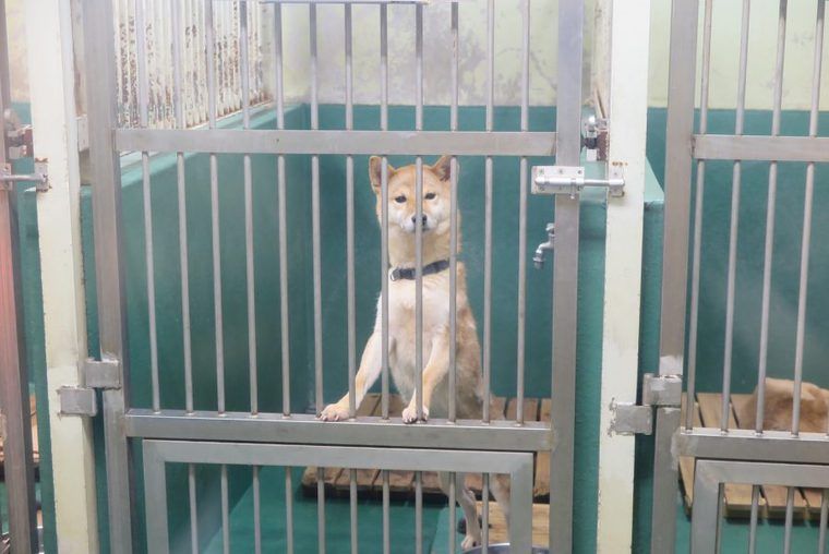施設も、ボランティアも限界　「殺処分ゼロ」を掲げる神奈川県動物保護センターの現状