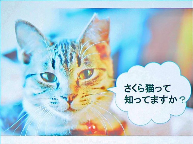 さくら猫の写真