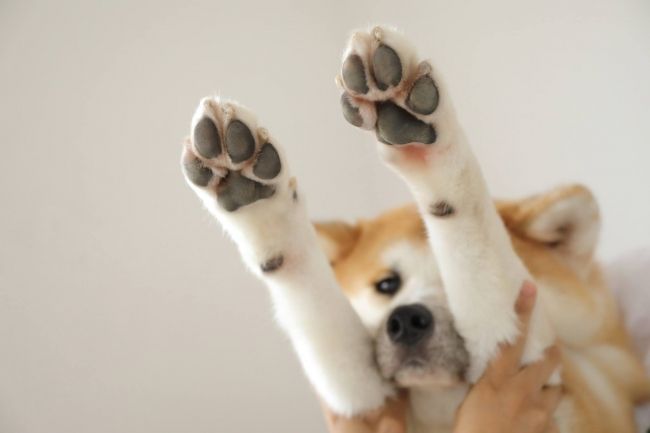 みんな愛犬の肉球が大好き! でも3割に乾燥対策の必要アリ
