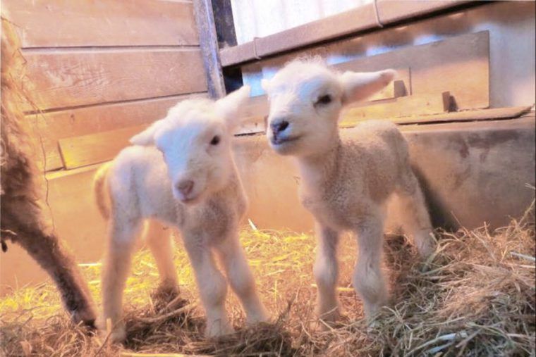 双子のヒツジが15年ぶりに誕生　埼玉県こども動物自然公園で展示
