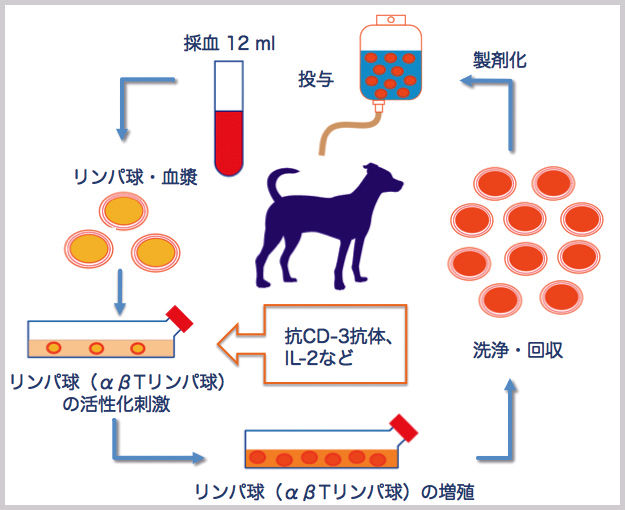 犬猫に優しいがん治療を 活性化リンパ球療法のメリット・デメリット – ペットの免疫療法vol.2 –