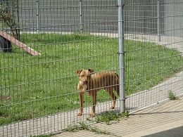 芝生のスペースにいる保護犬