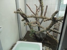 イグアナが保護されている部屋