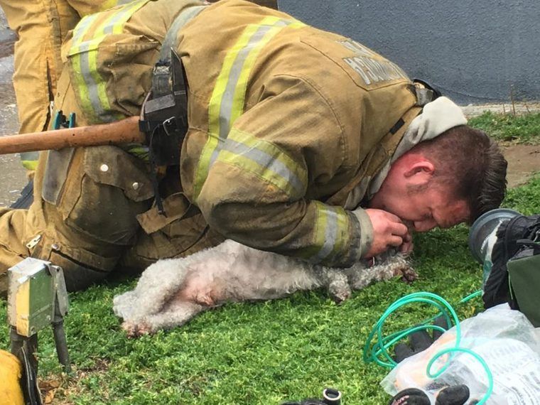 消防士が救った小さな命　心肺停止の犬に“口から鼻”の人工呼吸
