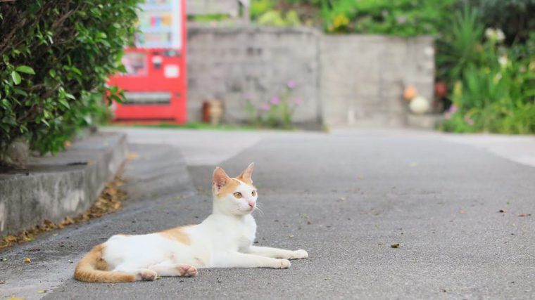 野良猫