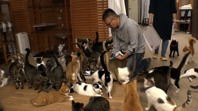 猫ブームの裏にある現実 テレ東で猫の保護活動に密着したドキュメンタリーを放送