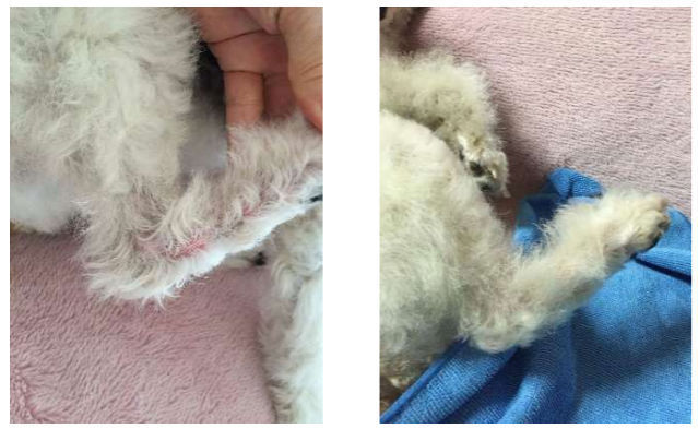 アトピー性皮膚炎の犬に「アヴァンス」を使用