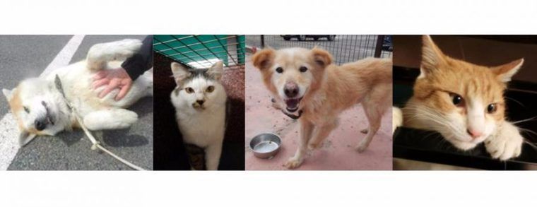 福島県動物愛護センターが4月22日(土)に犬猫譲渡会を初開催 県民以外への譲渡も可能