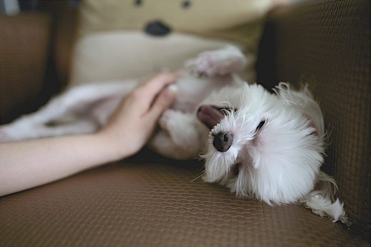 犬の臍ヘルニア（さいヘルニア）|症状・治療法・デベソとの違いなどを整形外科獣医師が解説