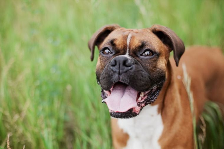犬の咽喉頭炎 | 症状や原因、治療・予防法など認定医が解説