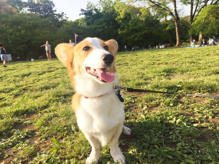 犬とお出かけ