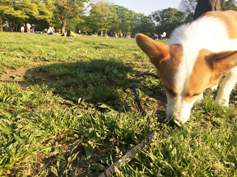 犬とお出かけ
