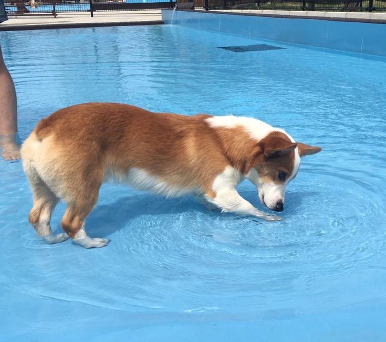 わんダフルネイチャーヴィレッジのプールで遊ぶ犬