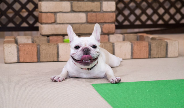 フレンチブルドッグの飼い方|性格、寿命、病気、しつけ、里親やブリーダーからの迎え方は?