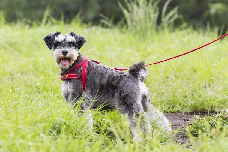 【トレーナー解説】ミニチュアシュナウザーの飼い方|性格、体重や大きさ、白や黒の毛色、寿命、しつけなど
