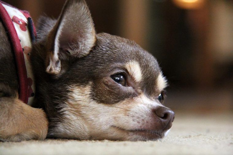 チワワの飼い方 性格や種類 寿命などをドッグトレーナーが解説 ペトコト