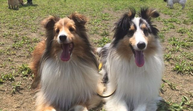 【トレーナー・獣医師監修】シェルティ（シェットランドシープドッグ）ってどんな犬？性格・特徴・育て方・迎え方