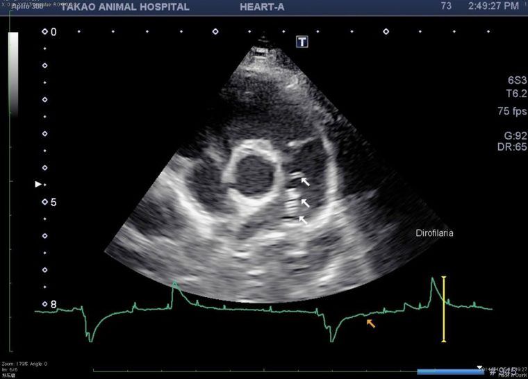 心臓内のフィラリア寄生