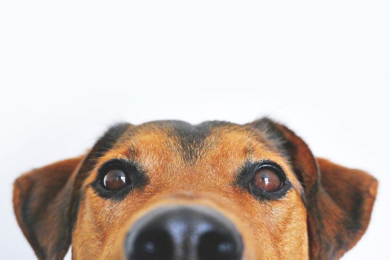 犬の特徴 知ってますか 目や鼻の能力 犬種別の性格などを一覧で紹介 ペトコト