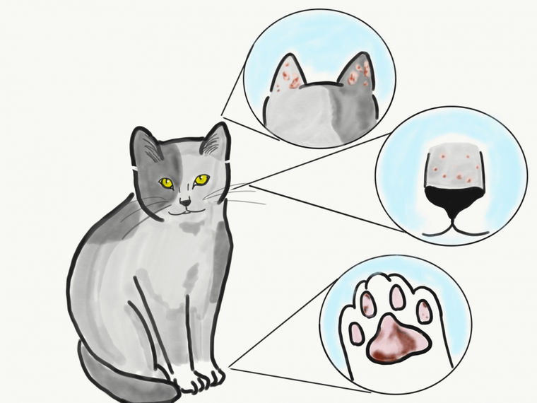 蚊刺咬過敏症で症状が出やすい猫の体の部位