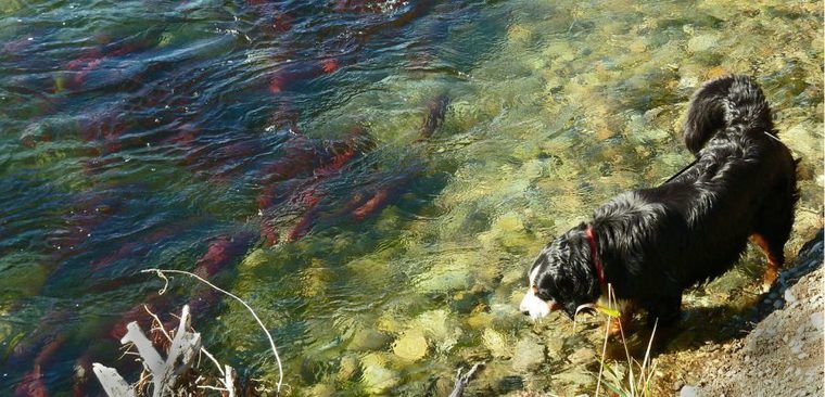 犬に鮭(サーモン)は大丈夫。がん予防にオススメでも骨に注意【栄養士監修】