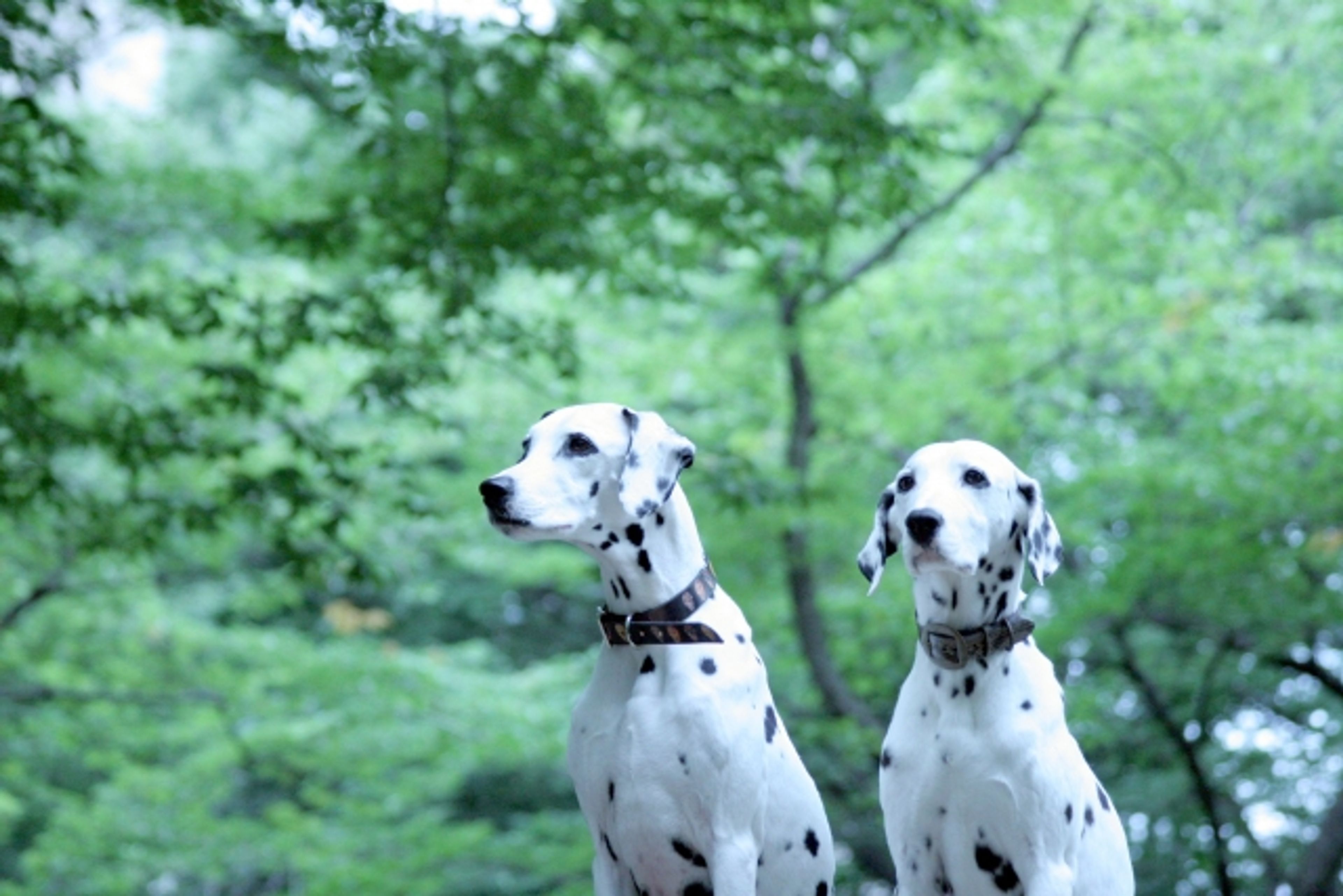 【トレーナー・獣医師監修】ダルメシアンってどんな犬？性格・特徴・育て方・迎え方