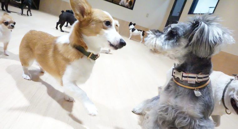 関東近郊の室内ドッグラン22選 雨の日も愛犬とお出かけ!