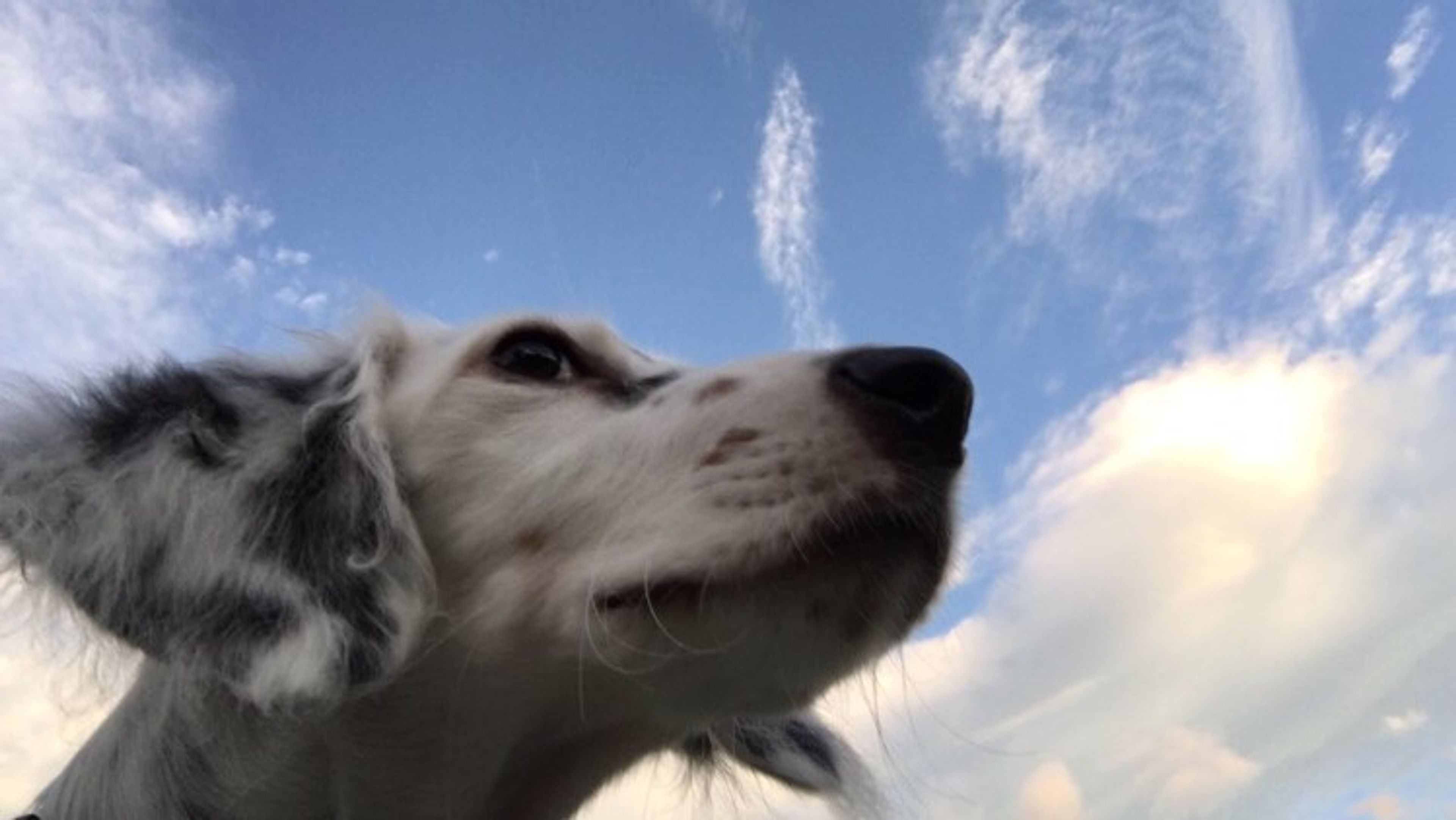 【トレーナー・獣医師監修】イングリッシュセッターってどんな犬？性格・特徴・育て方・迎え方