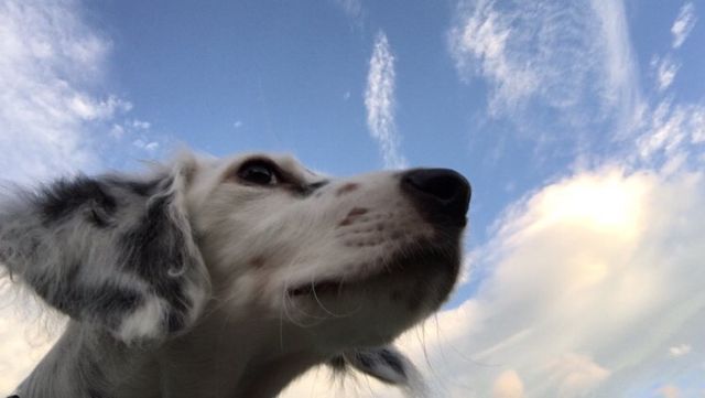 【トレーナー・獣医師監修】イングリッシュセッターってどんな犬？性格・特徴・育て方・迎え方