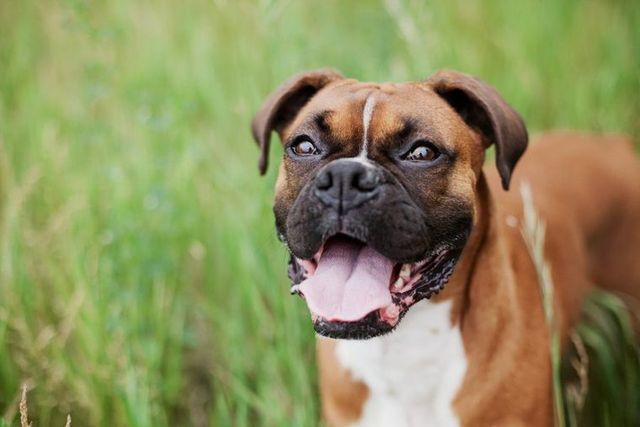 【トレーナー・獣医師監修】ボクサー犬ってどんな犬？性格・特徴・育て方・迎え方