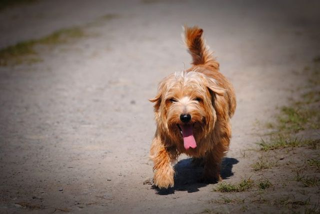 【トレーナー・獣医師監修】ノーフォークテリアってどんな犬？性格・特徴・育て方・迎え方