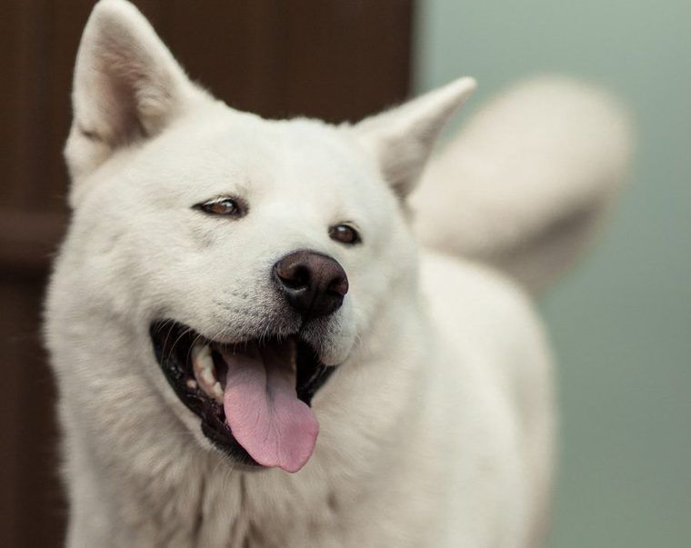 北海道犬（アイヌ犬）の飼い方｜毛色や性格、寿命、柴犬との違いなど ペトこと