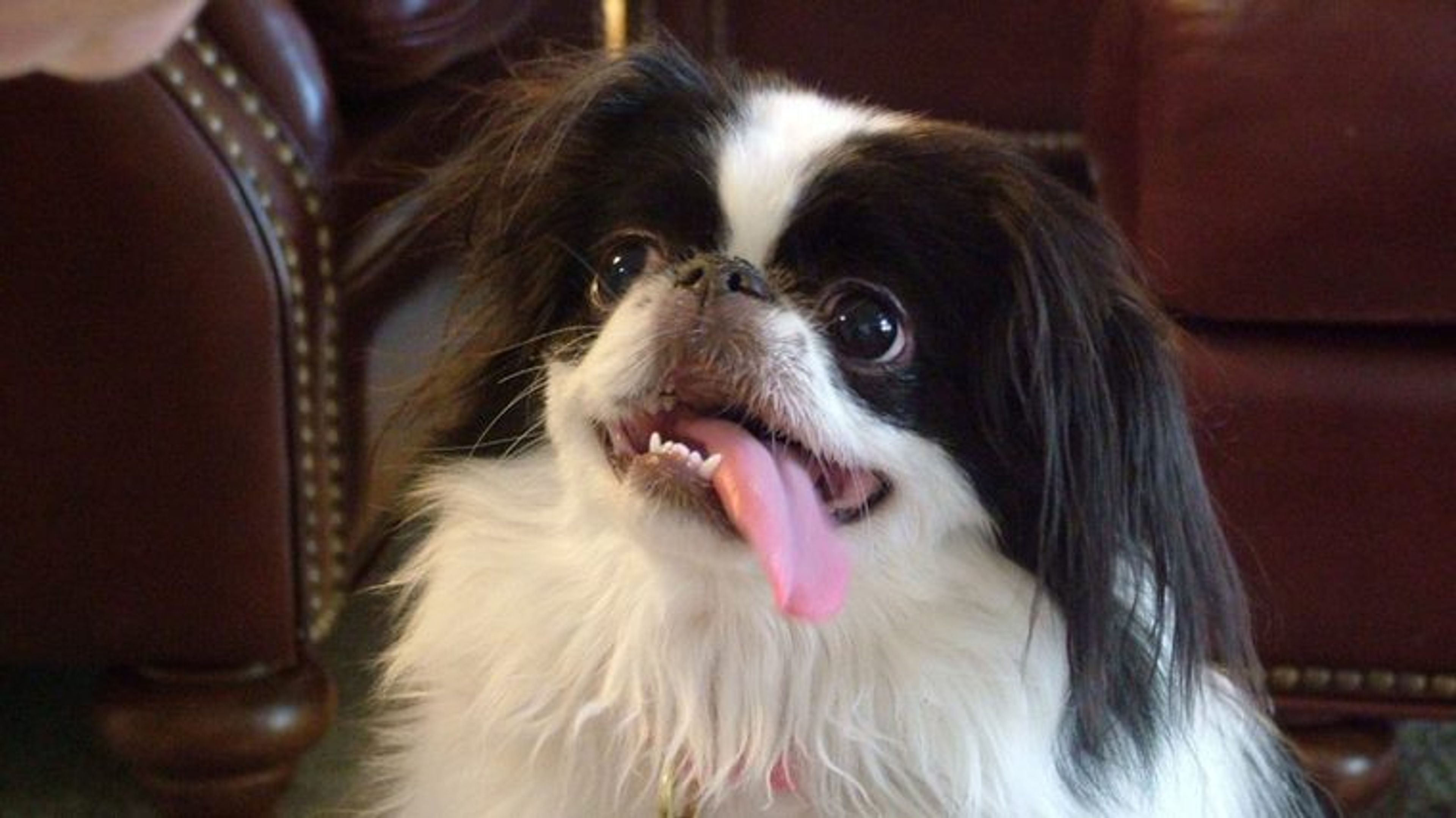 【トレーナー・獣医師監修】狆（ちん）ってどんな犬？性格・特徴・育て方・迎え方