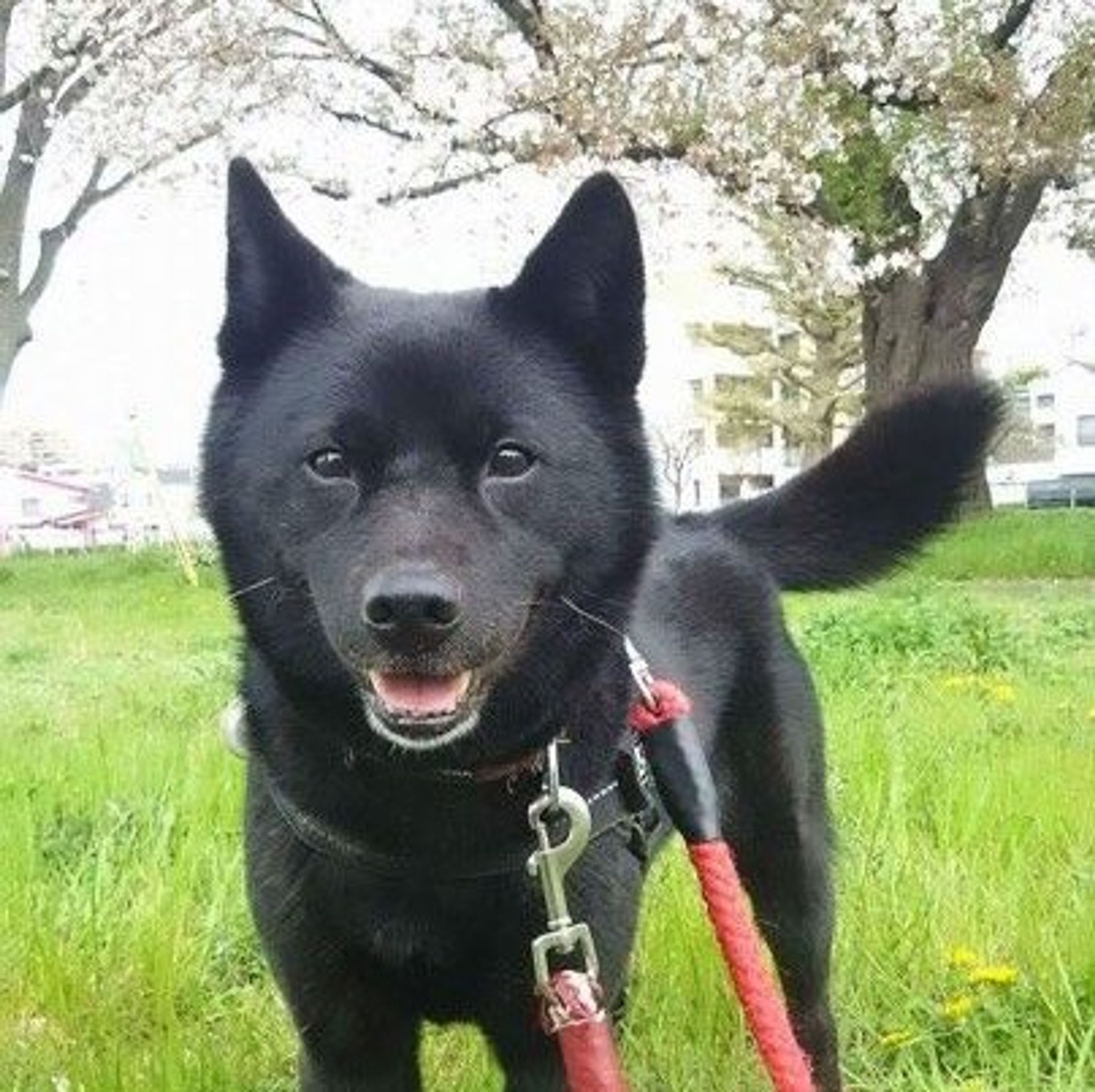 【トレーナー・獣医師監修】甲斐犬ってどんな犬？性格・特徴・育て方・迎え方