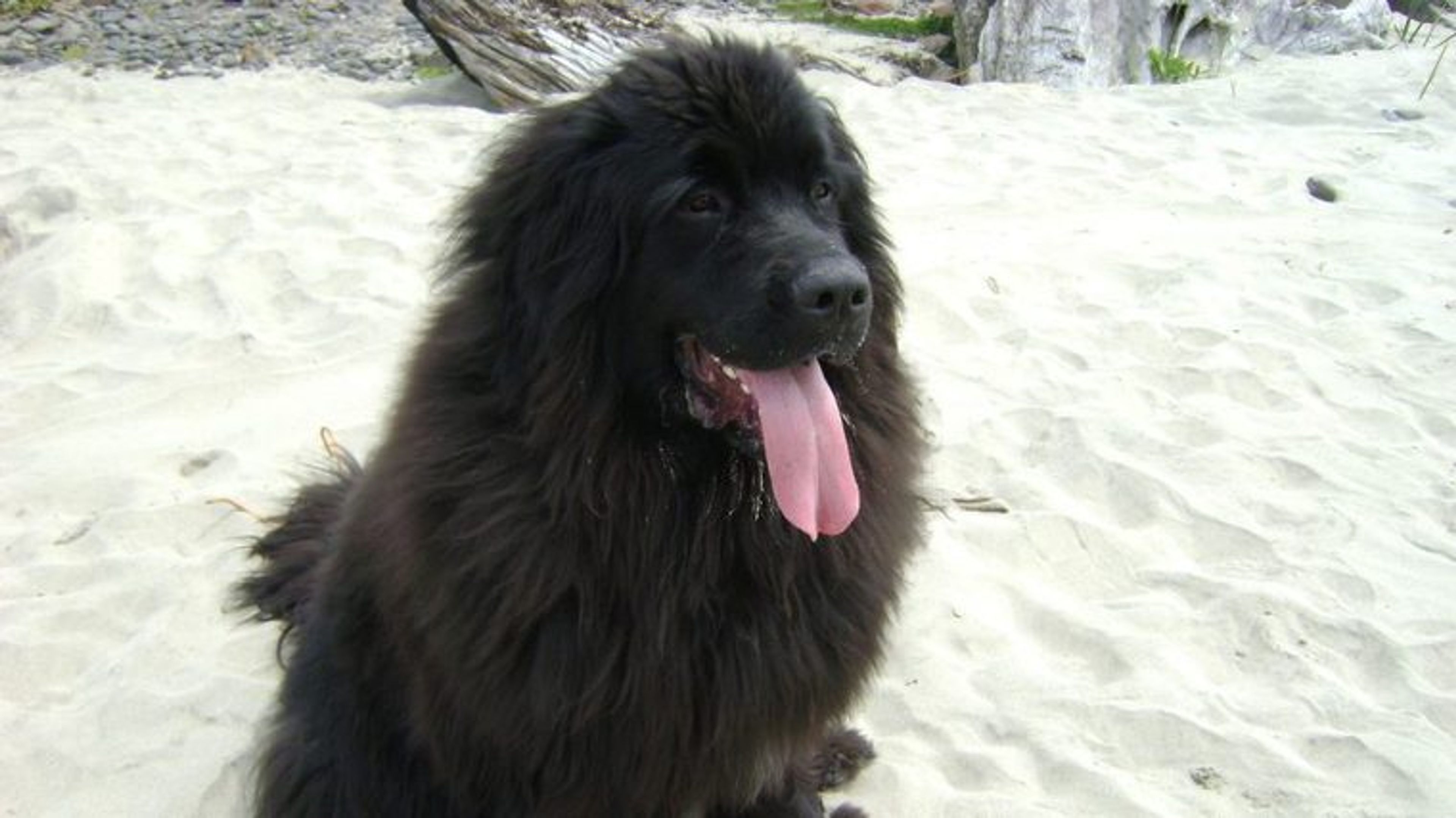 【トレーナー・獣医師監修】ニューファンドランドってどんな犬？性格・特徴・育て方・迎え方