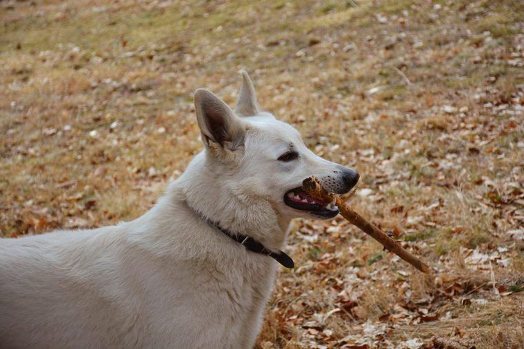 紀州犬