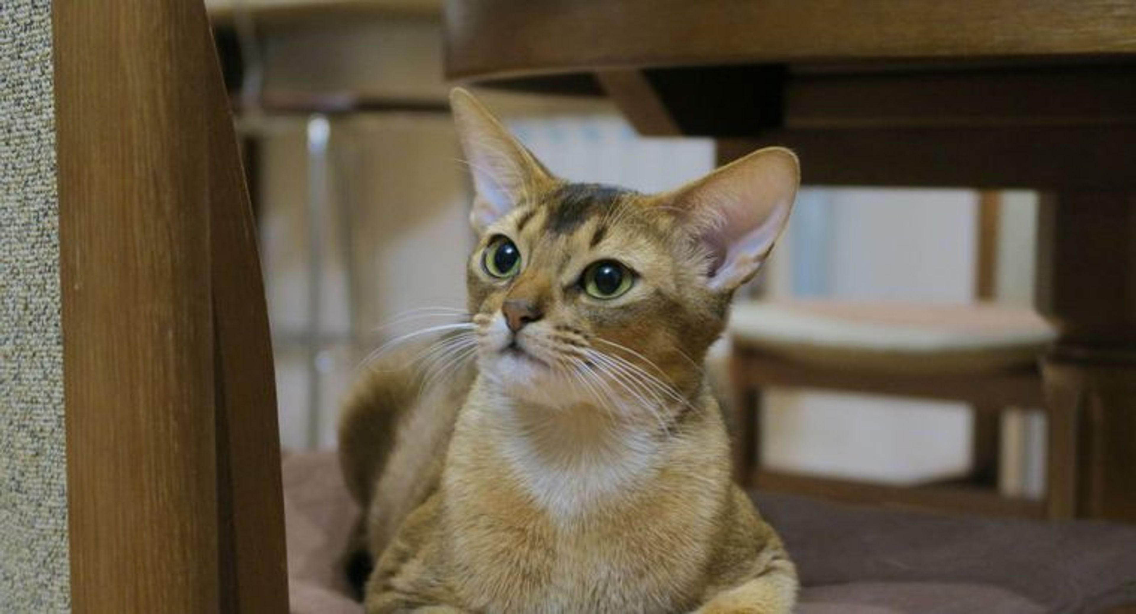 【獣医師監修】アビシニアンってどんな猫？性格・体重・寿命の特徴・迎え方