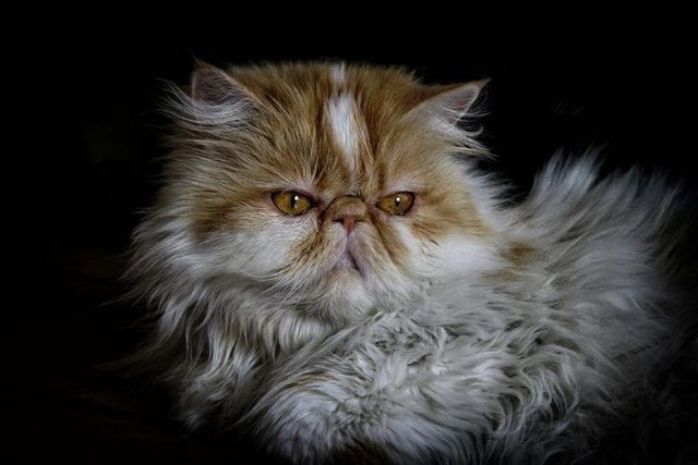 【獣医師監修】ペルシャ猫ってどんな猫？性格・体重・寿命の特徴・迎え方
