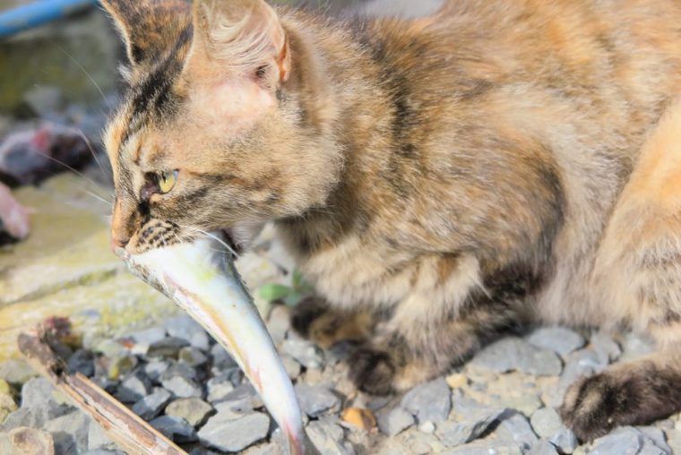 魚をくわえる猫