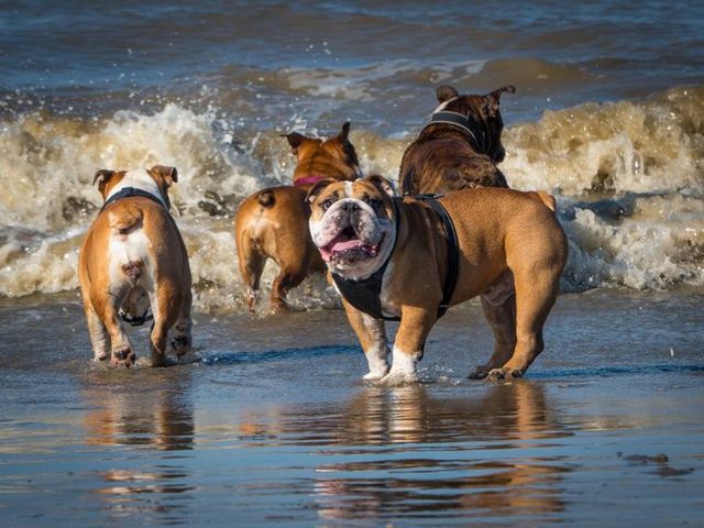 【トレーナー・獣医師監修】ブルドッグってどんな犬？性格・特徴・育て方・迎え方