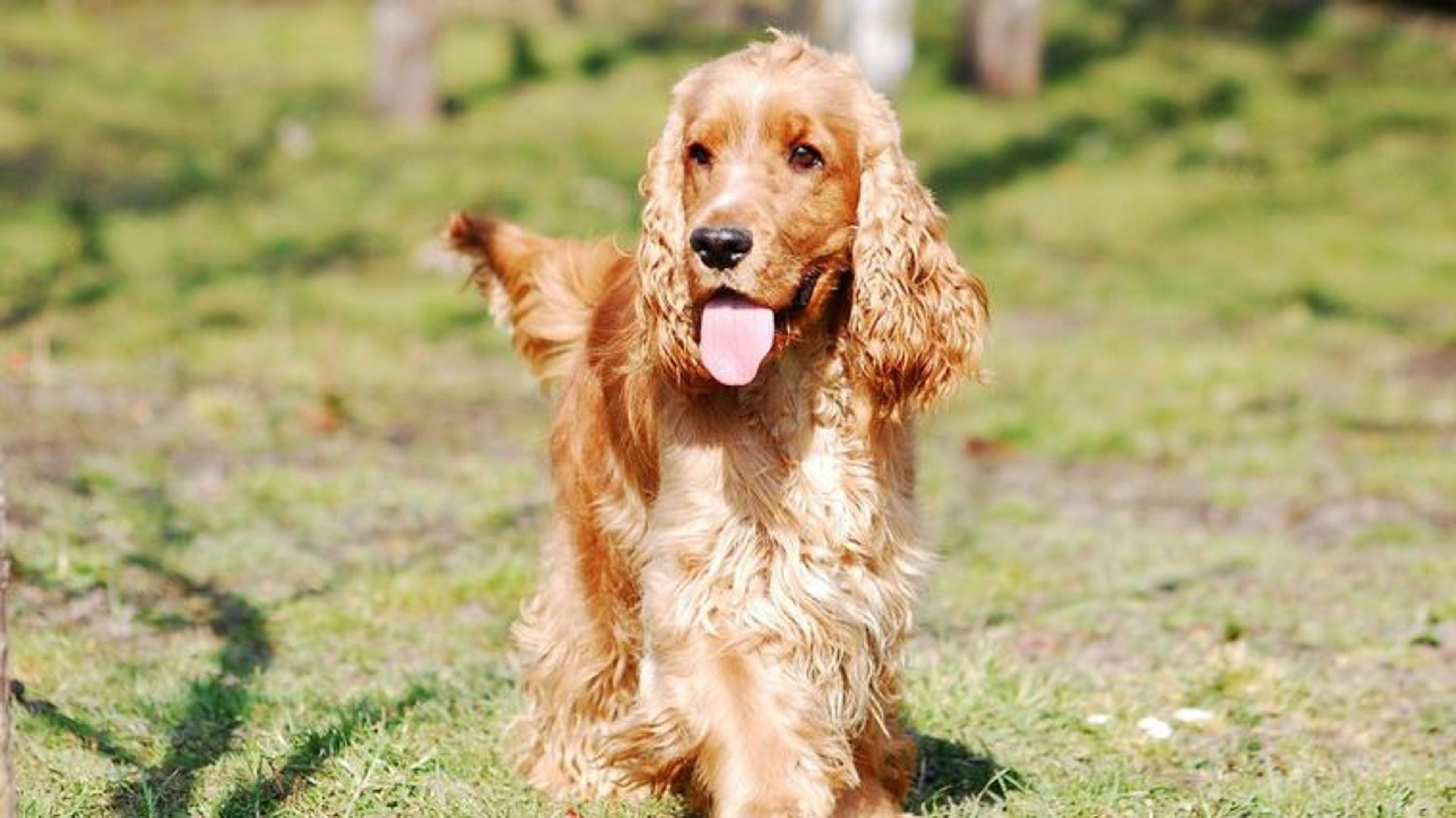 【トレーナー・獣医師監修】イングリッシュコッカースパニエルってどんな犬？性格・特徴・育て方・迎え方