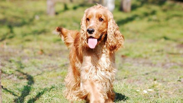 【トレーナー・獣医師監修】イングリッシュコッカースパニエルってどんな犬？性格・特徴・育て方・迎え方