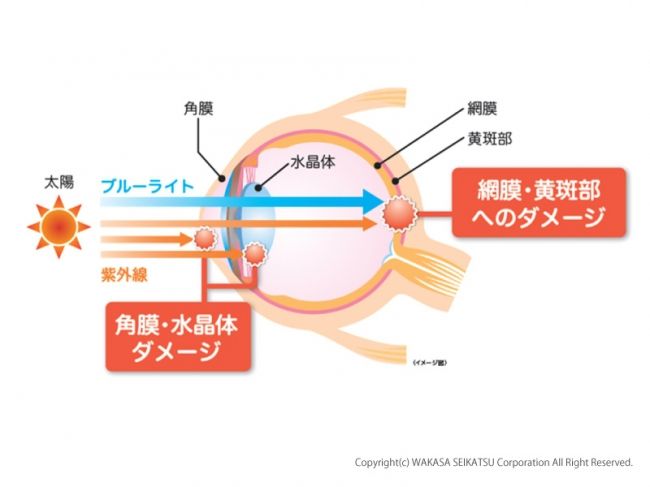 ブルーベリー