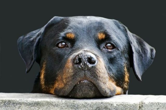 ロットワイラーってどんな犬？性格・特徴・育て方・迎え方を解説【トレーナー・獣医師監修】