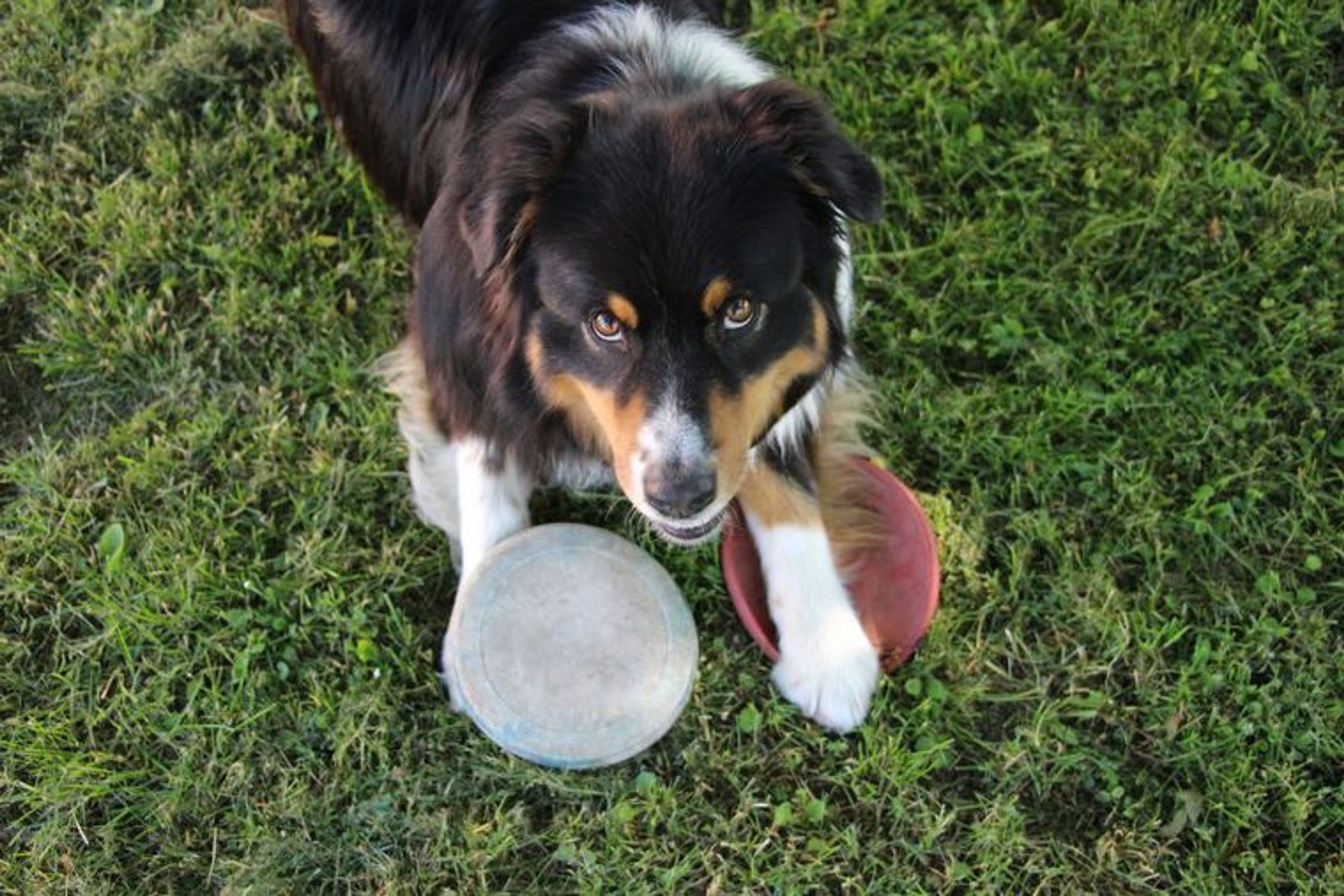 【トレーナー・獣医師監修】オーストラリアンシェパードってどんな犬？性格・特徴・育て方・迎え方