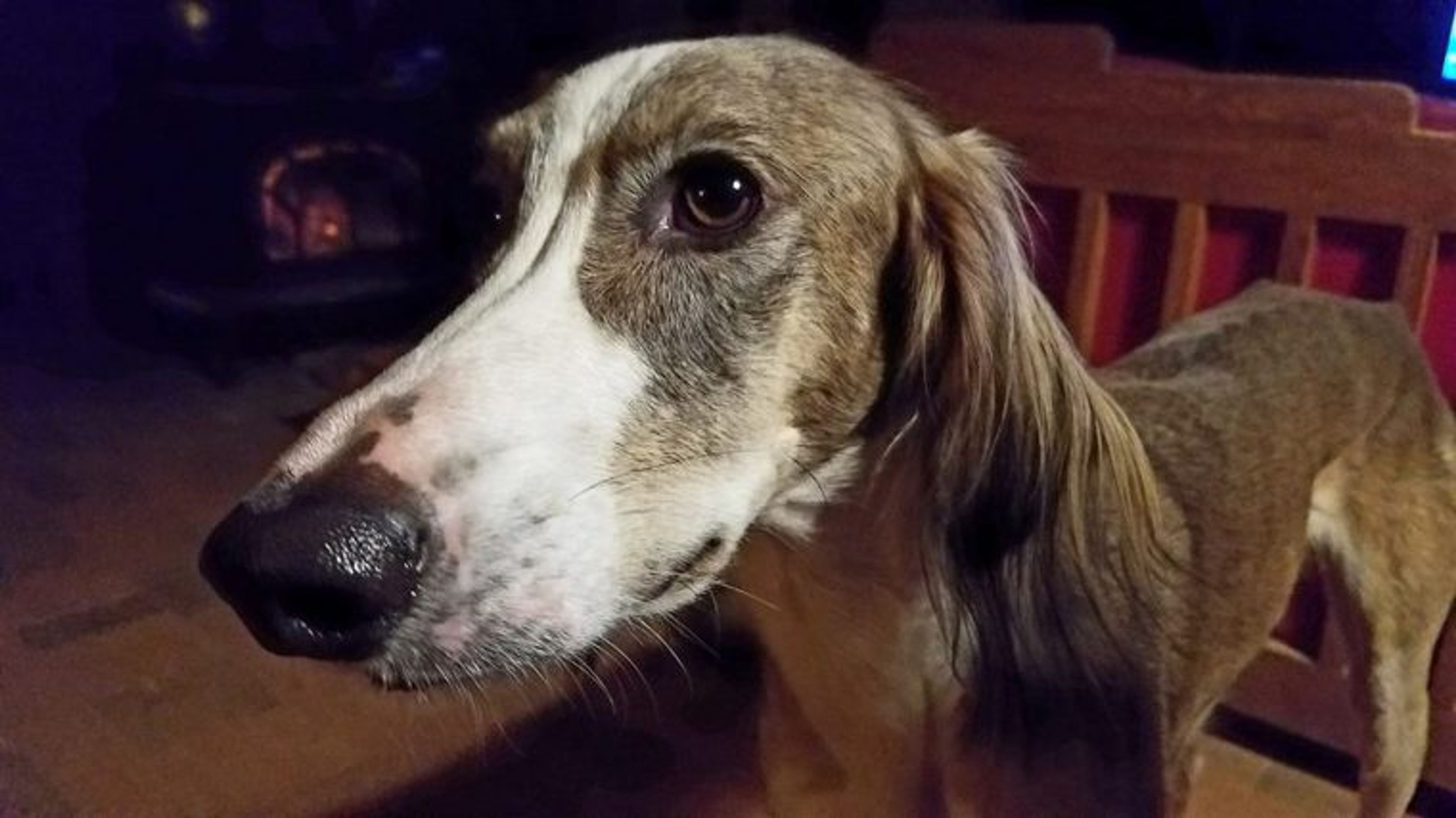 【トレーナー・獣医師監修】サルーキってどんな犬？性格・特徴・育て方・迎え方