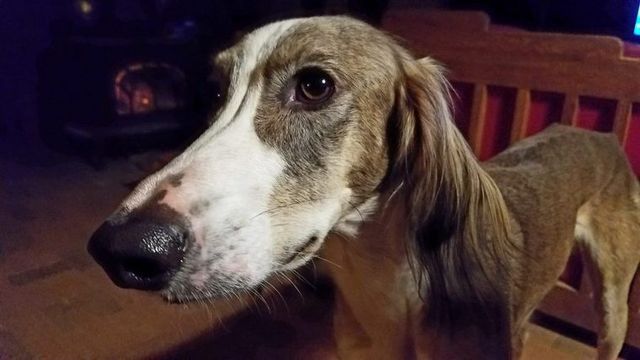 【トレーナー・獣医師監修】サルーキってどんな犬？性格・特徴・育て方・迎え方