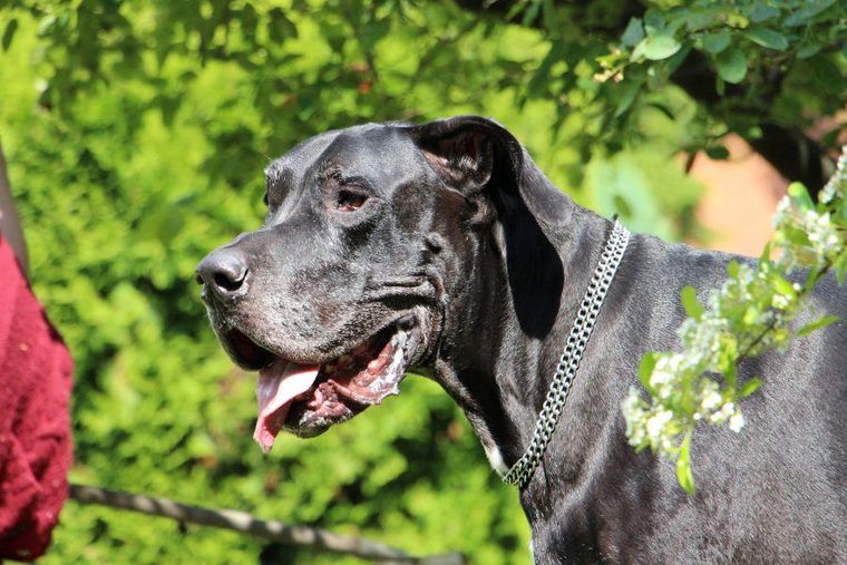 【トレーナー・獣医師監修】グレートデーンってどんな犬？性格・特徴・育て方・迎え方