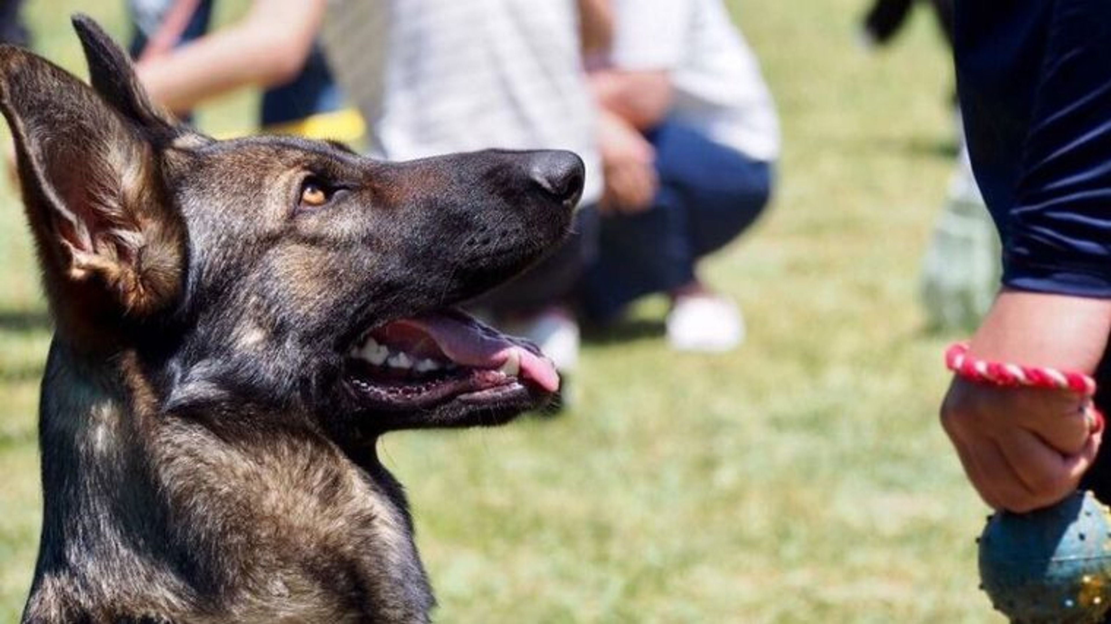 【トレーナー・獣医師監修】ジャーマンシェパードってどんな犬？性格・特徴・育て方・迎え方