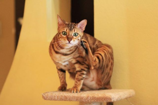 【獣医師監修】ベンガル猫ってどんな猫？性格・体重・寿命の特徴・迎え方